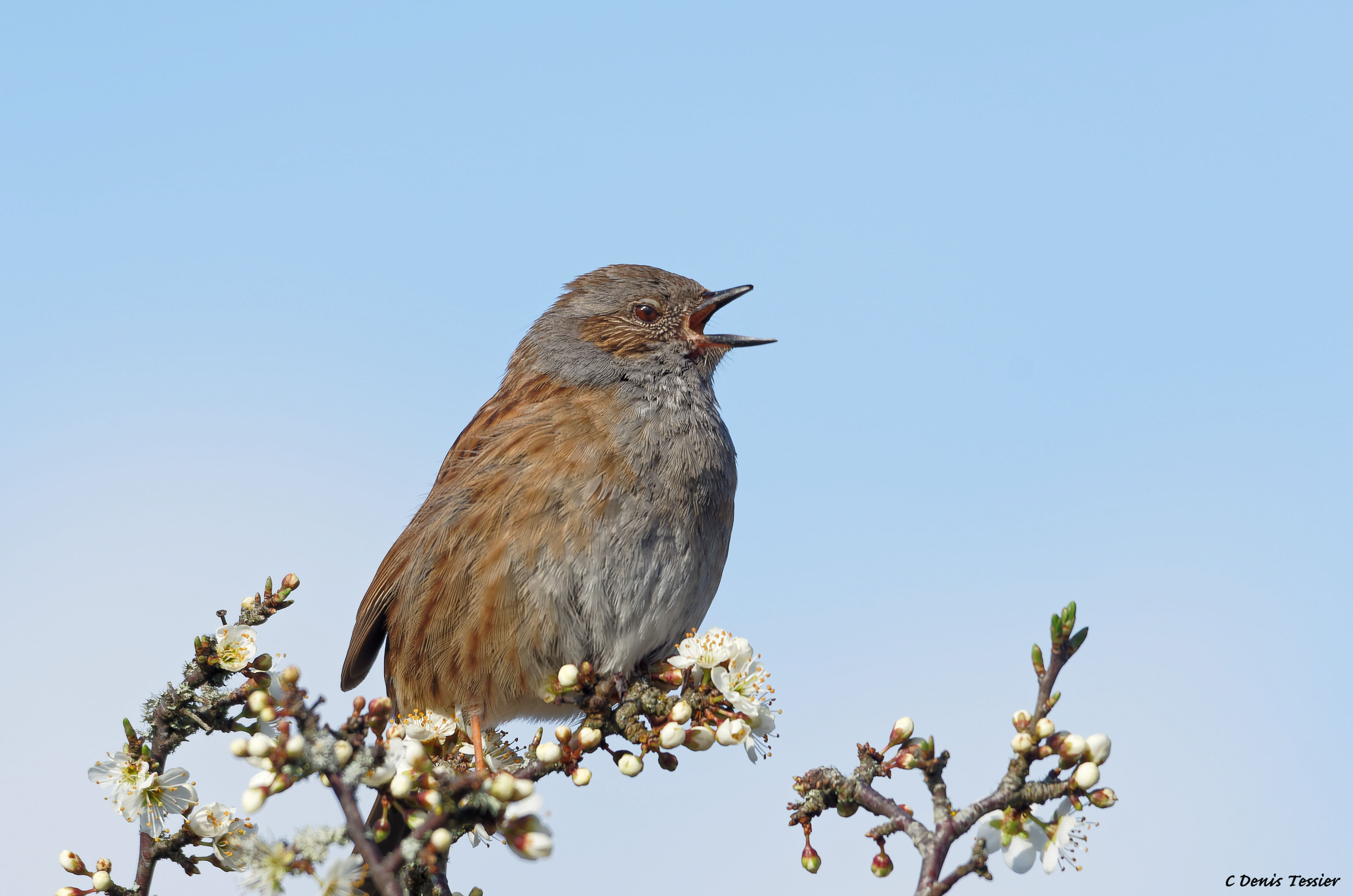 un accenteur mouchet, un oiseau parmi la biodiversité de la ferme